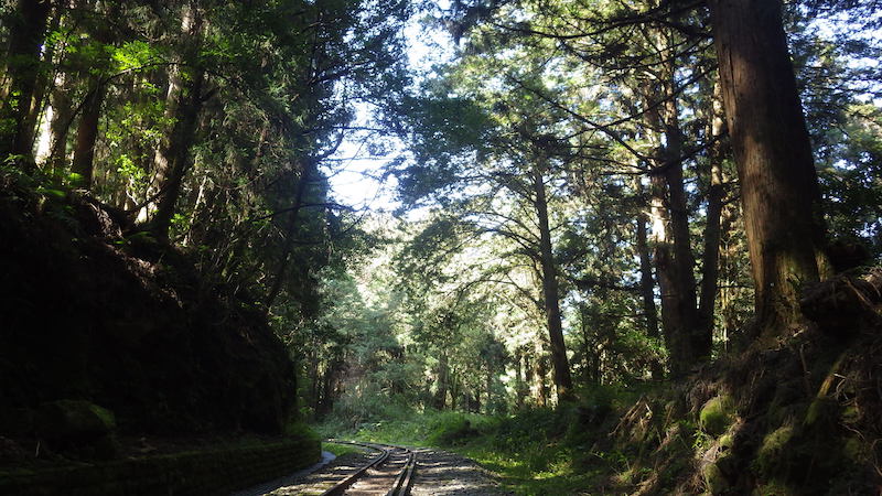 步道剪影-森林下的鐵道